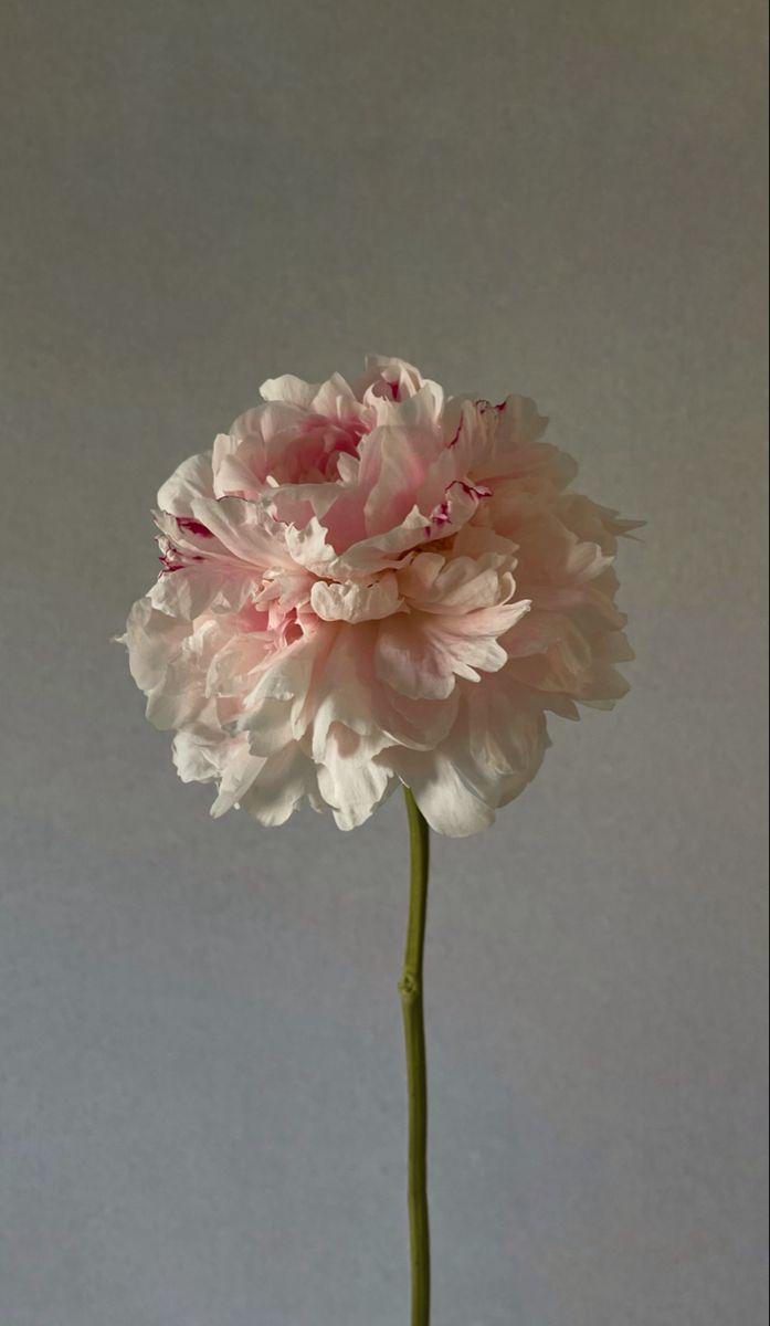 Velvet Sunrise Embrace Flower Collection